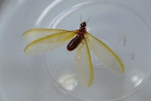 Winged reproductive termite, this termite leaves the colony to start new colonies