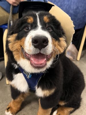 Berner Pest Solutions mascot, Frank the Bernese Mountain Dog