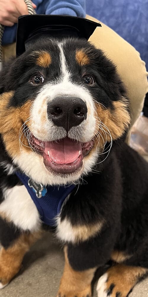 Berner Pest Solutions mascot, Frank the Bernese Mountain Dog