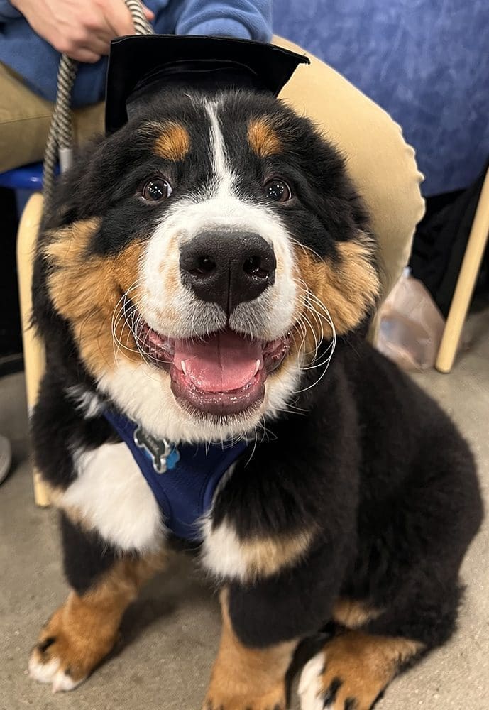 Frank the Berner is our Chief Barketing Officer, Mascot & the face of Pet-Friendly Pest Control in Lexington, Kentucky