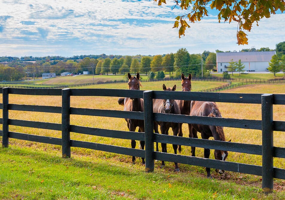 Berner Pest Solutions is a local owned and operated pest control company in Lexington KY