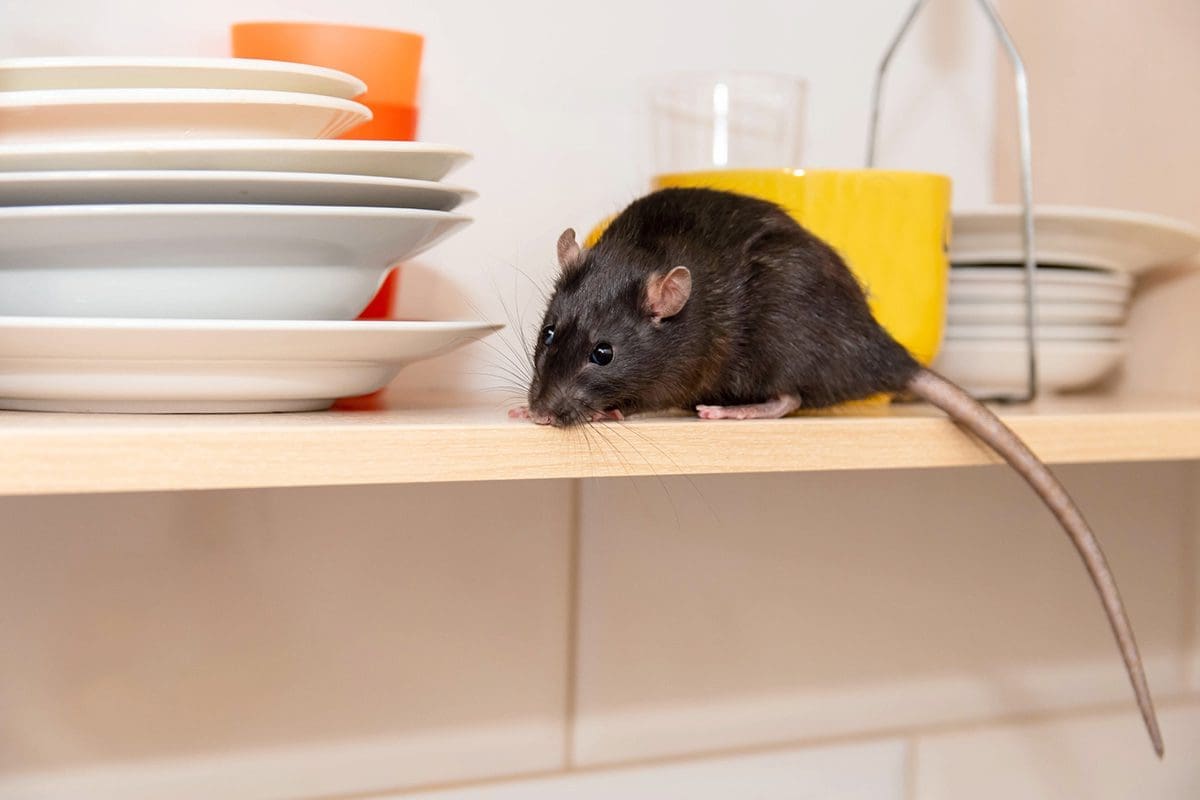 Berner Pest Solutions provides rodent control to homes and businesses