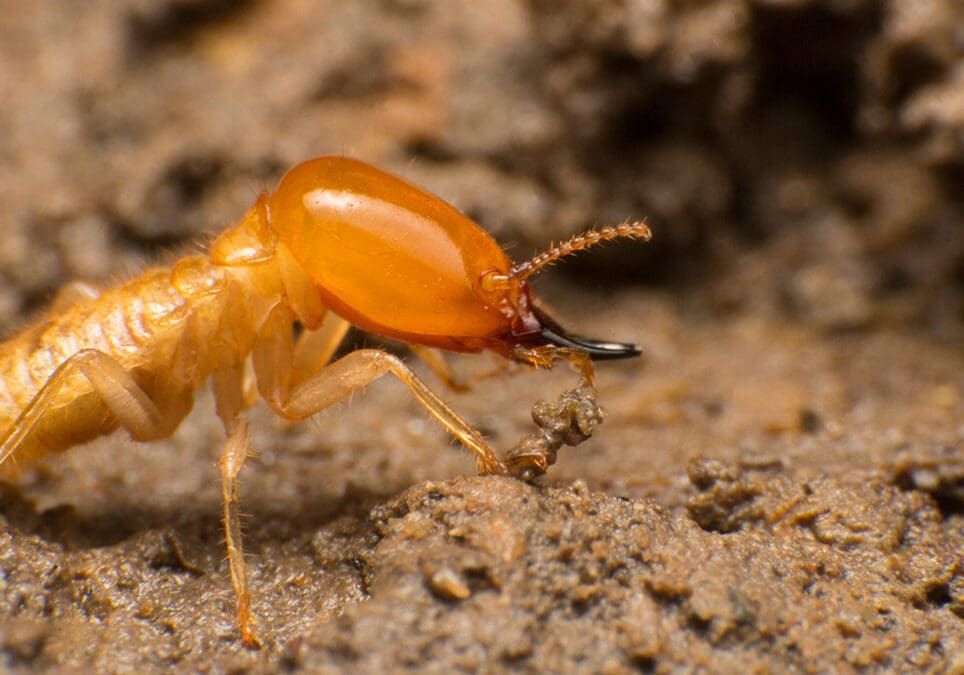 Berner Pest Solutions provides termite control in Versailles, KY