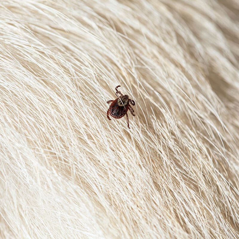 Ticks are a common pest in Lexington, KY and Berner Pest Solutions provides Tick control