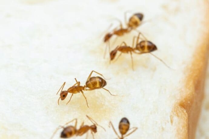 Ants foraging for food in Lexington, Kentucky