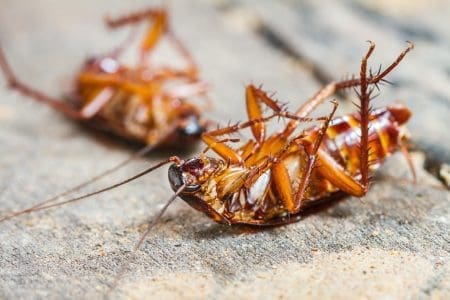 Two dead cockroaches in Lexington, Kentucky thanks to Berner Pest Solutions