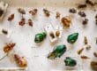 Insect specimens used for entomology purposes