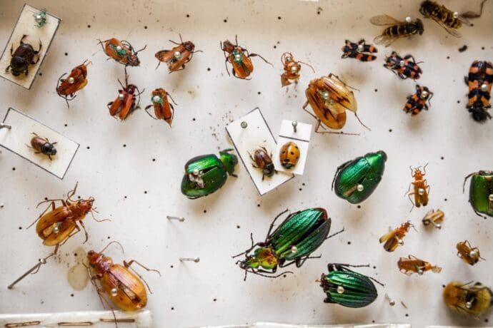 Insect specimens used for entomology purposes
