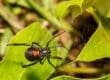 black widow spider feature photo