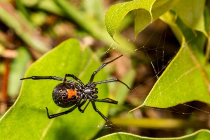 black widow spider feature photo