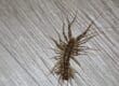 house centipede commonly found in Lexington KY