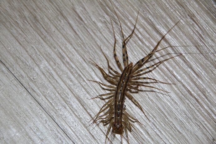 house centipede commonly found in Lexington KY