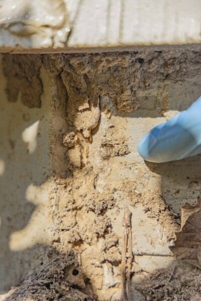 Eastern Subterranean Termites building a mud tube along a foundation wall