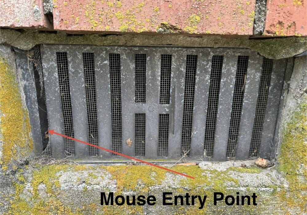 Berner Pest Solutions is experienced at identifying mouse entry points